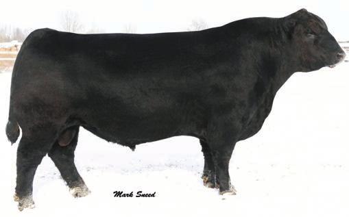 5 +42 +74 +23 Consigned by: Hit N Miss Farms Qualifies as a TAEP Calving Ease bull with genomically enhanced EPDs. 2 WERNER Adj.