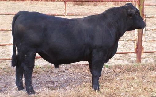 1 +44 +85 +20 Consigned by: Hit N Miss Farms Qualifies as a TAEP Calving Ease and Balanced Bull with