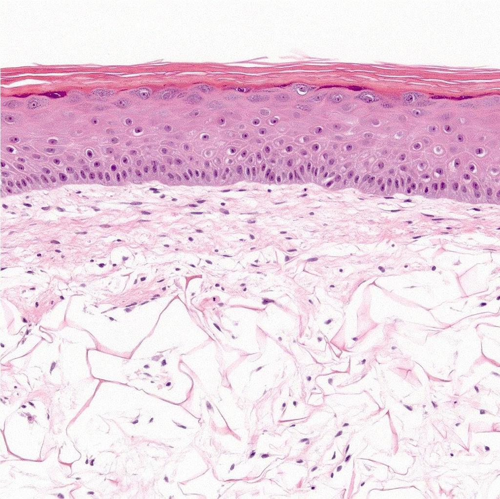Typical H&E section of a paraffin embedded Phenion FT Skin Model: Stratum