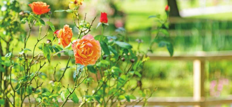 Standard Roses Our rose trees provide a beautiful and traditional form of remembrance.