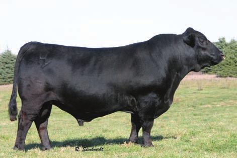 Reference Sires Daughter of CTR Sandhills 0065X CTR Lass CTR Good Night 715T son of 4743P CTR Sandhills 0065X Reg# 1189131 Topped our 2012 sale and has done nothing but get more exciting ever since.