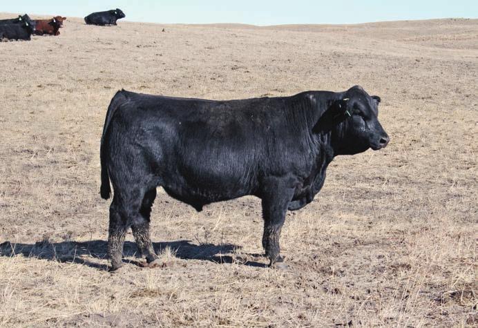 The daughters will be incredible as 0065X is from the 442D cow line and they all know how to raise a calf. Buy the Sandhills 0065X sons with confidence there will be many more for many years. 10 3.