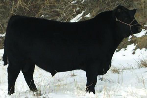 Reference Sires Connealy Industry 5634 Reg# 15147028 The standby bull! The daughters are the right kind and just stand by you and with you for years.
