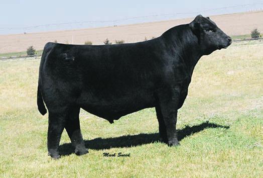 CTR has added 2 elite sons to our herdsire battery. They are called Cash Bar and Hot Lotto.