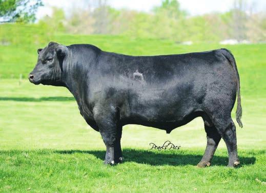 Low birth and added muscle make this sire line one you want to add to your calf crop. CED BW WW YW YH SC Doc HP CEM MILK CW MB REA $W $F 12 0.8 70 134 0.9 1.80 17 17.1 13 30 56 0.34 1.13 57.92 99.