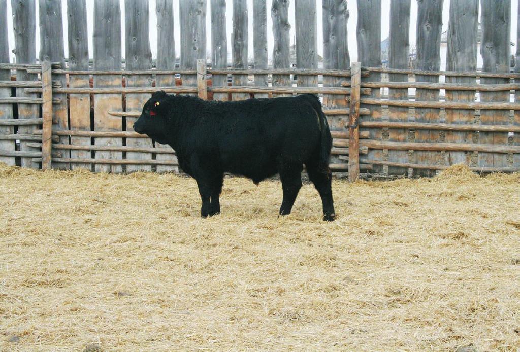 They are the keeping kind and will keep you in the cow business. SAV Final Answer 0035 sire of 7304 CED BW WW YW YH SC Doc HP CEM MILK CW MB REA $W $F -1 3.0 76 124 0 0.46 13 12.6 5 27 0.33 0.42 0.