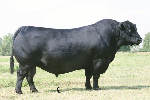 When we discussed the bulls Eldon said whatever you do you need to acquire this proven bull his daughters are incredible. That bull is Traction.