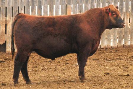 86 DVE Davidson Sargent 55Y Reg# 1210832 55Y as he is called here is another Canadian bull Eldon found and man has he worked. Wide made cattle with muscle and the females look awesome.