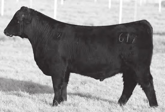 OK&T Angus Sale NCC Class Act 617 Calved: 2/22/16 Bull +18573011 Tattoo: 617 38 Consignor: Naylor Cattle Company (Braden Naylor) Dameron First Class EXG RS First Rate S903 R3 +OSU Class Act Dameron