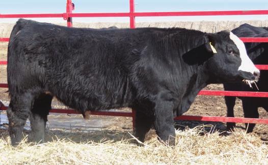Welshs dew it righgt 19 GCCR DEW RT ZXUS710 B ASA# 2924410 Tattoo: B050 BD: 1/27/14 Black Polled 5/8 SM 3/8 AN HTP SVF IN DEW TIME Sire: WELSHS DEW IT RIGHT067T SVF/NJC SENERITA N29 S A V MUSTANG