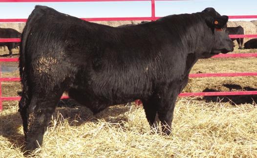 S A V Con air 1086 SAV ConAir was the Lot 2 bull at the 2012 Schaff Sale. His calves are stouter with more body and performance yet have that attractive eye appeal.