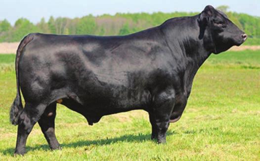 41 53 W H S Limelight 64V 54 GCCR LIMELT ZA58 B ASA# 2939539 Tattoo: B015 BD: 1/17/14 Black Polled 1/4 SM 3/4 AN MYTTY IN FOCUS Sire: W H S LIMELIGHT 64V W H S PREDESTINED LASS 77T TJ EASY MONEY 101W