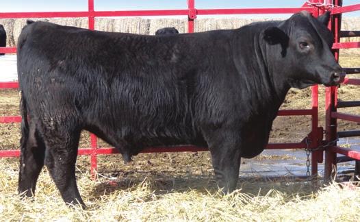76 162 92 Limelight is a high performing Angus who sires performance, carcass and good cows. Out of a first calf heifer this bull is in top 1% Marbling & TI, top 10 % API. ADG 3.