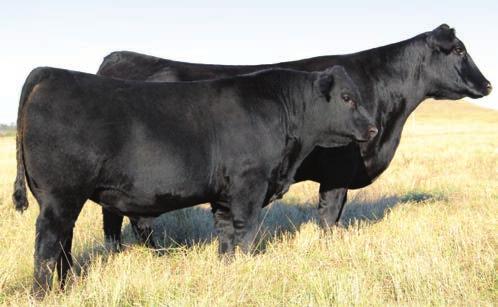 89 134 75 TC Aberdeen Dew it Rights are popular in the show ring and this heifer can do it all coming from a powerful Aberdeen dam 74 GCCR MS CONAIR WA58 B ASA# 2924364 Tattoo: B203 BD: 3/9/14 Black