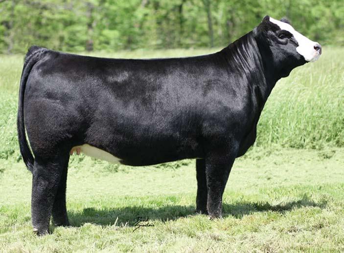 Our Sheza Star S803 partnership with Brent Tolle, Dave Guyer, and Keith Lambright has been a very exciting one and we know this female will continue to go on to do great things for her new owners.