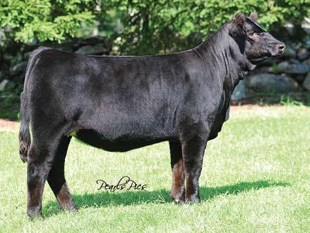 Mountain Farm. This Moving Forward daughter is out of a maternal sister to Sheza Star S803, Sheza Star S804A, who continues to prove just how powerful the blood is that runs in the Sheza family.