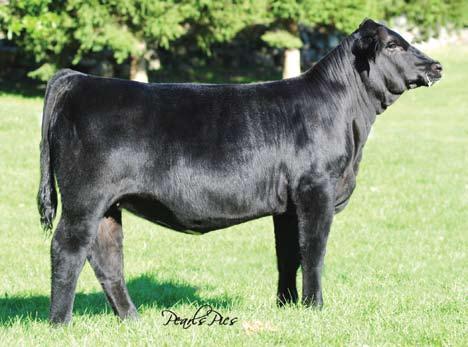 She is maternal in her type and kind and interesting to read on paper- Mo Magic x Dominance x Perfection R521. Imagine a pasture full of baldie 3/4 bloods like this one!