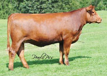 These three bred heifers out of Desa Rae all have something different to offer while still carrying the same prominent genetics.