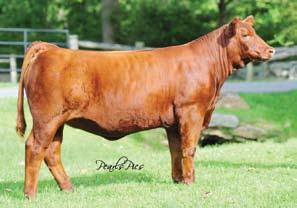 Year after year, she produced consistent and functional cattle. It is a very short list of females that at almost 16 years of age could still be creating cattle that work in today s market.