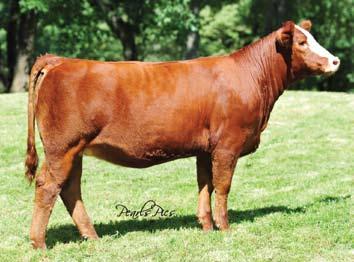 We wanted to offer different sires and types to choose from so take your time, study them closely and make your decision.