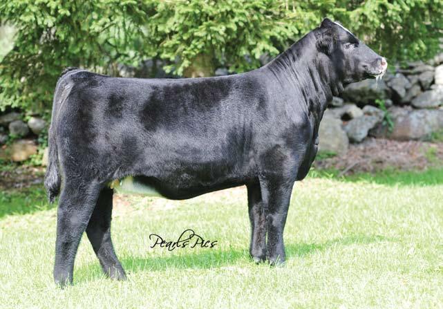 Selling 50% genetic interest with the option to double the bid and own 100% of this unique individual. Miss Knockout 74T is a female that is simply stunning.