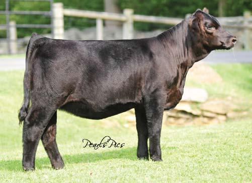 Reisen... Oval F Reisen R588 Dam of Lots 8 and 8A. 8 HPF/Kriz Reisen Y959 Oval F Reisen is the kind of female you can build a program around.