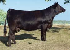 In 07, she was named Champion Cow/ Calf at the Missouri State Fair and the Iowa State Fair. R588 HPF/Kriz Reisen Y959 / Lot 8 2585059 Purebred Simmental Tattoo: Y959 Birthdate: 3-11-11 Act.