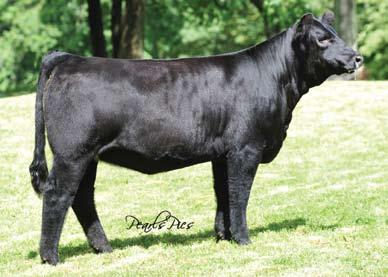 She is a full sister to the JS herd sire SVF/NJC MoTown, the Genex sire SVF/ NJC Mo Better, and the past Denver Champion and SVF/Hilbrand donor SVF/NJC Expectation N206.