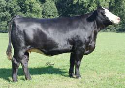 These embryos are sired by Felt Next Big Thing, the sire of the Reserve Grand Female at the 2011 NWSS and the Supreme Champion Female at the 2011 Illinois State Fair.