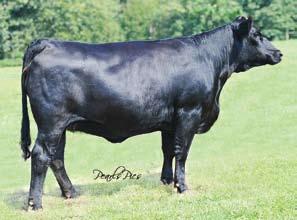 This bred female sired by Dominance is sure to track in her mother s footsteps and become a valuable breeding piece for her new owner.