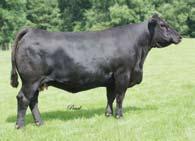 After purchasing L32 out of The Living Legacy VI for $15,000, Dave flushed L32, gathering up 57 embryos on 3 flushes and then A.I. d her back.
