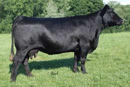 When you view D21K, you will notice that she is a heavily constructed female who is wide hipped and big topped with a muscle pattern that carries into her lower quarter as well.