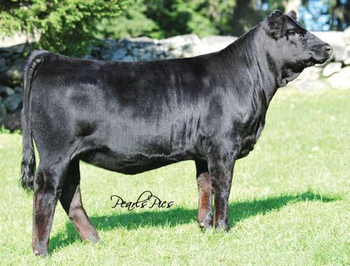 D21K Daughters... WW Miss WTW D21K Dam of Lots 12 and 12A. 12 HPF D21K Y515 2585033 Purebred Simmental Tattoo: Y515 Birthdate: 1-7-11 Act. BW: 80 lbs 9.3 0.2 31.8 56.7 2.8-2.0 13.9 102.0 60.