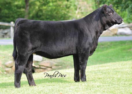 D21K, are two very appealing females in our opinion. D21K has always been a solid producer, both for WW Cattle Co of MO and for us since she arrived here in New York in 2007.