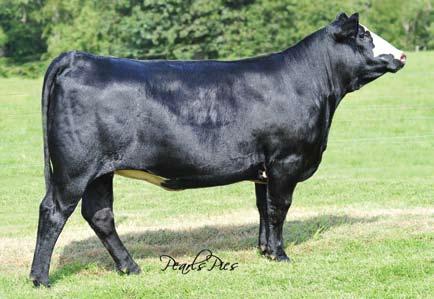 profile. W090 is sired by our outcross pedigreed Sure Bet bull and out of a direct daughter of Bertha 46D.