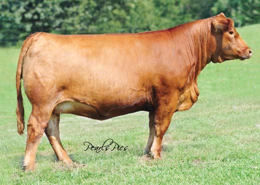 Donor Prospects... HPF/PRS Perfect Chance / Lot 15 15 HPF/PRS Perfect Chance 2522706 Purebred Simmental Tattoo: X124 Birthdate: 1-17-10 Act. BW: 76 lbs 8.4 1.1 35.6 72.1 4.4 2.0 19.8 103.3 61.