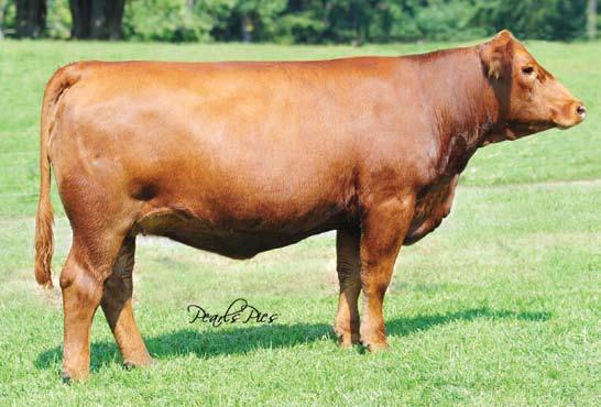 Donor Prospects... 16 HPF Golden Girl X319 2535327 Purebred Simmental Tattoo: X319 Birthdate: 2-1-10 Act. BW: 75 lbs 11.0-1.2 24.1 45.8 7.3 6.1 18.1 112.0 61.