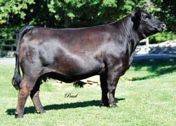 X082. Another female that got her fair share of attention at Sweepstakes, X082 will be the front pasture kind long after her show career is over.