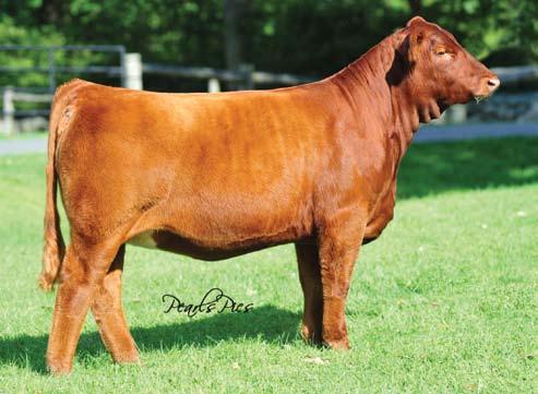 Show Prospects... WLE Crocus S105 Full sister to the dam of Lot 23. 23 HPF Ms Crocus Y007 2584908 Purebred Simmental Tattoo: Y007 Birthdate: 1-1-11 Act. BW: 71 lbs 9.4-0.2 30.0 54.4 5.0-0.8 14.2 111.