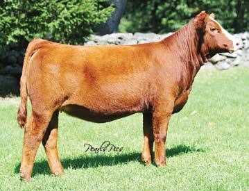.. HPF Lucky Queen Y022 / Lot 26 26 HPF Lucky Queen Y022 2584923 Purebred Simmental Tattoo: Y022 Birthdate: 1-6-11 Act. BW: 72 lbs 10.9-0.5 31.3 59.6 0.7-0.2 15.4 106.0 62.