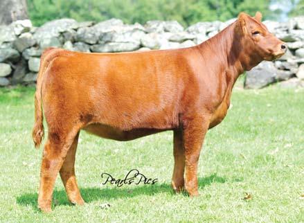 She has the design and dimension to produce big time purebred heifers as well as the clubby type lower percentage cattle.