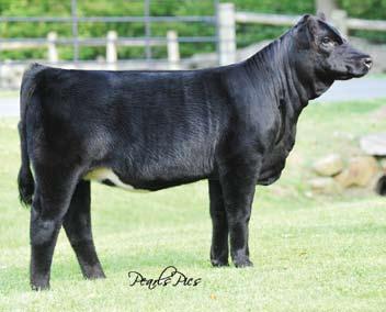 crown winning Breathtaker donor owned by Anvil Acres. SS Nadine N160 is a powerhouse female.