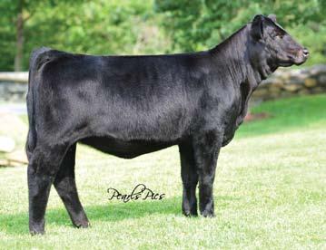 Thank you to Ken and Jeannie White at Simme Valley for allowing us to be involved with Y955 s impressive mother. HPF Nadine Y955 / Lot 30 Show Prospects.