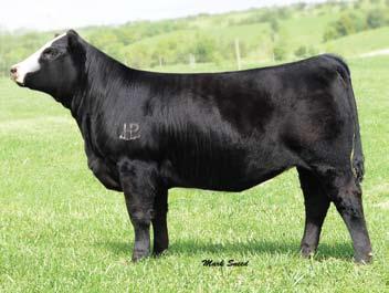 This November female will be very competitive throughout her show career. 36 HPRP Primrose 175X 2579538 Polled 1/2 SM 1/2 Angus Cow Tattoo: 175X Birthdate: 11-15-10 Act. BW: 72 lbs N/A -2.6 17.0 46.