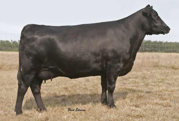 Rita R138... 44 Selling three embryo packages from the foundation Rita in the Hudson Pines program, Rita R138 sired by Consensus, the $200,000 Upshot and Lock and Load 54U.