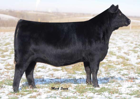 Primrose 9926... Selling a future heifer pregnancy from Primrose 9926, the $36,000 headliner and third high-selling open heifer of the 2010 Focused on the Future Sale at Deer Valley Farm.