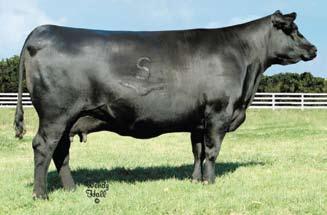 Primrose 9926 posts an ultrasound REA ratio of 109. The dam of this new Hudson Pines addition records a WR 3@119 and a YR 2@115 while showing ultrasound ratios IMF 86@101 and REA 86@102.