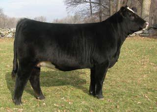 Maternal sister to Lots 1A, 1B, 1C and 1D. Yes, N092 has the ability to produce bulls just as well as females and we wanted to give you some proof of that.