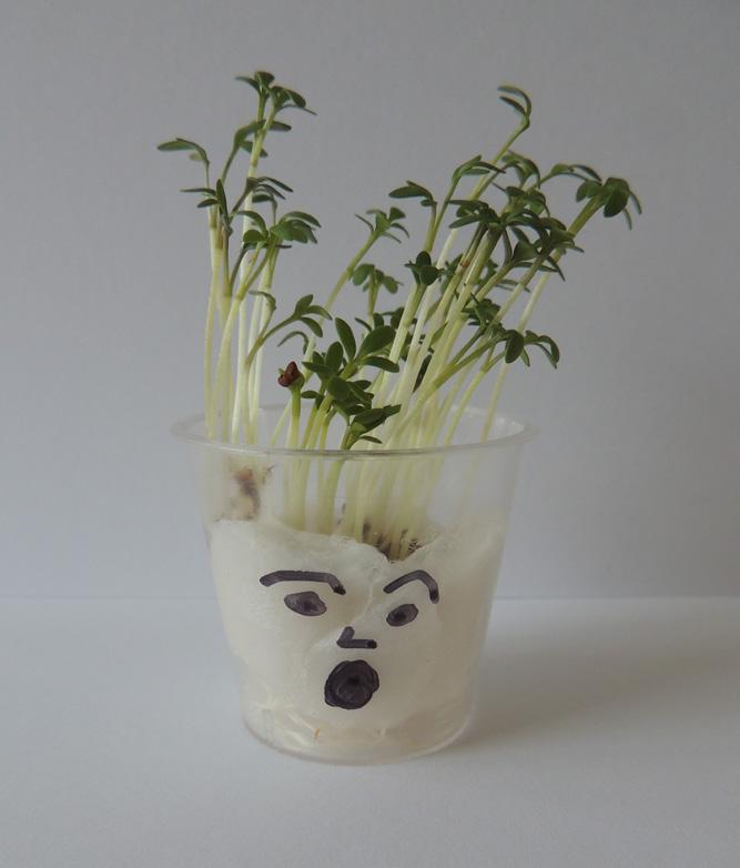GROW EXTENSION WORK HAIRY HEADS This activity will help with discussions about conditions for plant growth and encourage children to monitor the growth of their plants. Start this on a Monday.