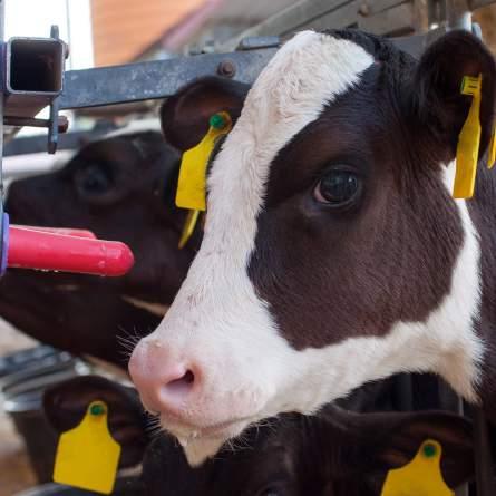 Calf Health and Hygiene Bio security in all areas of dairy farms is of huge importance and one area of particular focus must always be calf housing.